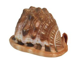 Vintage Cameo Red Helmet Bullmouth Conch Sea Shell Cassis Rufa 5"